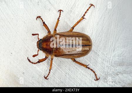 top view of a summer chafer, Amphimallon solstitiale isolated on white wooden background Stock Photo