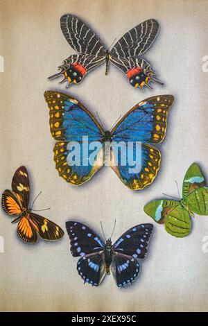 05 04 2018 Vintage Old Butterfly Collection, Butterfly specimens in the laboratory Mumbai Maharashtra India Asia. Stock Photo