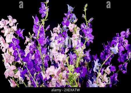 Beautiful Blooming multicolored delphinium flower isolated on a black background. Flower head close-up. Stock Photo