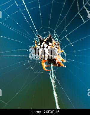 Austracantha minax, commonly known as the jewel spider or the Christmas spider. It is a member of the family Araneidae and is endemic to Australia. Stock Photo