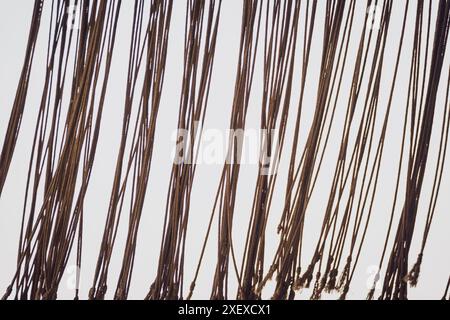 A detailed view of numerous ropes against a white backdrop Stock Photo