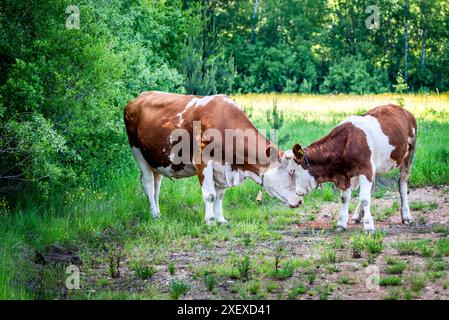 Simmental cow and calf in the highlands Stock Photo