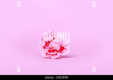 Single pink Dianthus flowers on pastel pink  background Stock Photo