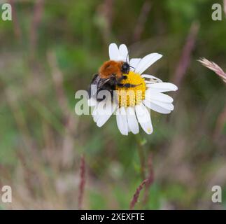 Bombus Hypnorum new garden bumblebee Stock Photo