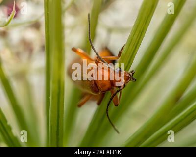 Closeup of Common Red Soldier Beetle poking out from garden plant stem Stock Photo