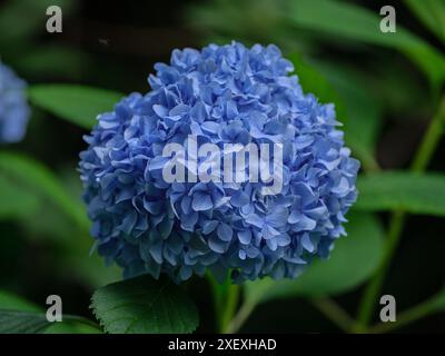 Lush blue colorful hydrangea blossom close up Stock Photo