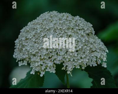 Lush white hydrangea blossom close up Stock Photo