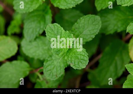 Close-up view of mint leaves in the vegetable garden Stock Photo