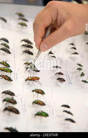 Identification of forest beetles (Coleoptera Carabidae), Entomology box ...