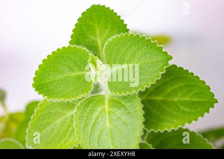 Detail of Coleus (Plectranthus Amboinicus) semi-succulent perennial plant used against cold and other illnesses Stock Photo