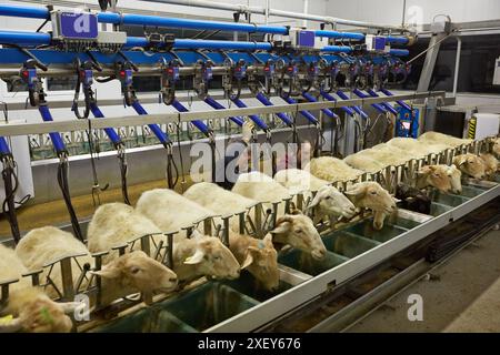 Milking sheep  Dairy sheep being milked at a farm  The farmers are attaching suction tubes to the sheep¥s udders  These tubes rhythmically suck on the Stock Photo