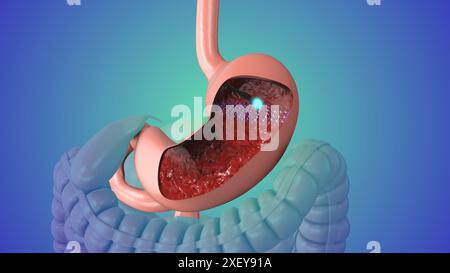 3D animation of the human digestive system Stock Photo