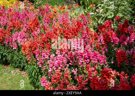 Antirrhinums at Great Dixter, East Sussex, UK Stock Photo