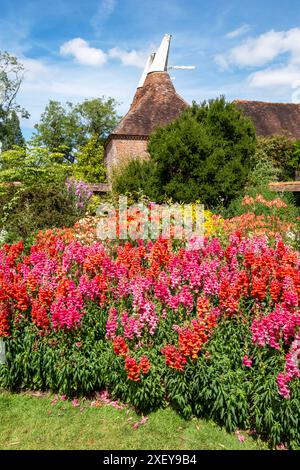 Antirrhinums at Great Dixter, East Sussex, UK Stock Photo