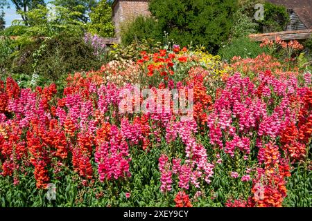 Antirrhinums at Great Dixter, East Sussex, UK Stock Photo