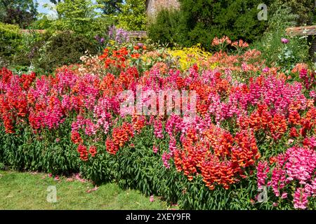 Antirrhinums at Great Dixter, East Sussex, UK Stock Photo