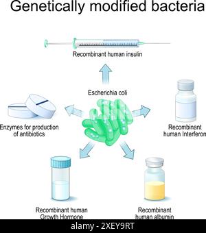 Recombinant human insulin. Recombinant bacteria use the gene for ...