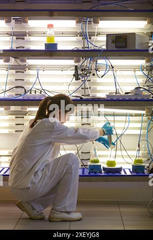 Algae research in laboratories, biotechnology science concept, marine ...