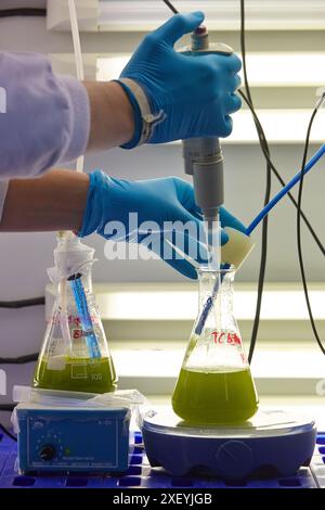 Algae research in laboratories, biotechnology science concept, marine ...