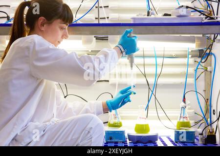 Algae culture. Algae biofuel research. Biotechnology Laboratory. Energy and Environment Division. Tecnalia Research and Innovation. Miñano. Alava. Bas Stock Photo