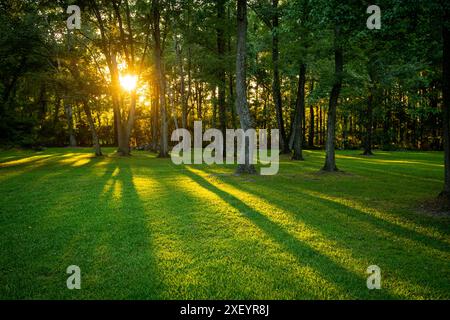 Sun shining through trees in backyard, South Carolina USA Stock Photo