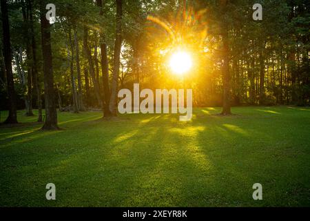 Sun shining through trees in backyard, South Carolina USA Stock Photo