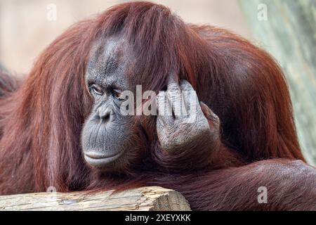 Adult female Orangutan, natural habitat in a controlled environment, intelligent creatures. Stock Photo