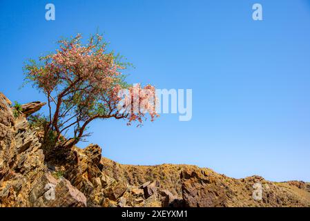 Prunus cerasoides, commonly known as the wild Himalayan cherry. Cherry blossom between the Gobi desert and the Mongolian steppe Stock Photo