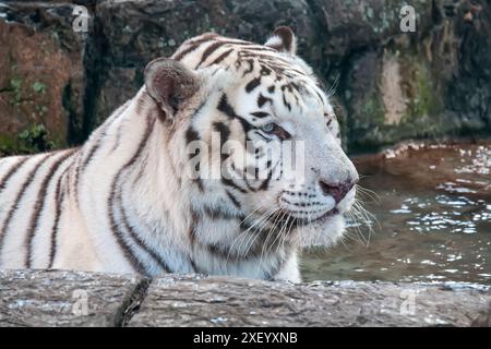 The white tiger or bleached tiger is a leucistic pigmentation variant of the mainland Asian tiger. Stock Photo