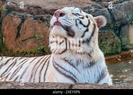 The white tiger or bleached tiger is a leucitic pigmentation variant of the mainland Asian tiger. Stock Photo