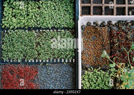 Variety of microgreens grow in boxes in beds on the table. Top view Stock Photo