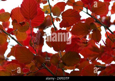 Autumnal red leaves on Hazel tree, close-up. Beautiful red leaves texture. Stock Photo
