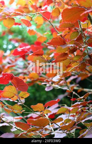 Autumnal red leaves on Hazel tree, close-up. Beautiful red leaves texture. Stock Photo