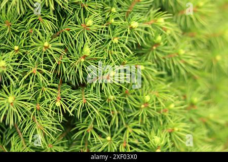 Green branches of a spruce close-up. Nature green background. Stock Photo