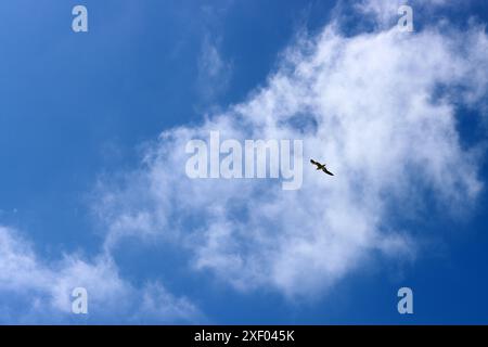 Seagull flying in the blue sky with white fluffy clouds. Stock Photo