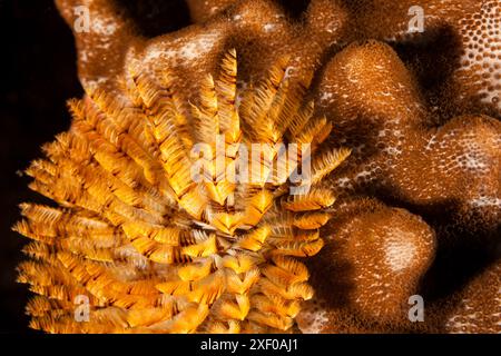 Mozambique, Inhambane, Tofo, Mediterranean fanworm, Feather duster worm (Sabella spallanzanii) Stock Photo