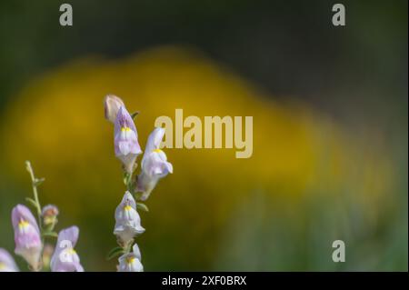 Pink and white snapdragon flowers (Antirrhinum majus) in the field Stock Photo