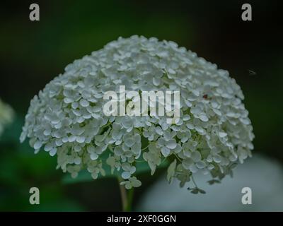 Lush white hydrangea blossom close up Stock Photo