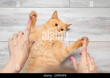 woman playing with a cat lying on the floor. man playing with a cat. the cat lies with its paws spread. Stock Photo