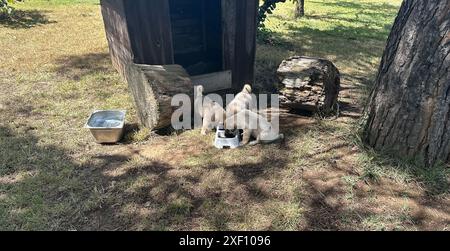 Sivas Kangal dog puppies eating food. Cute puppies in the garden Stock Photo