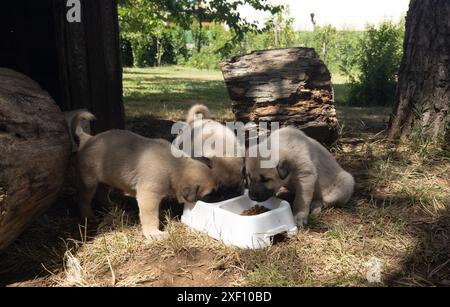 Sivas Kangal dog puppies eating food. Cute puppies in the garden Stock Photo