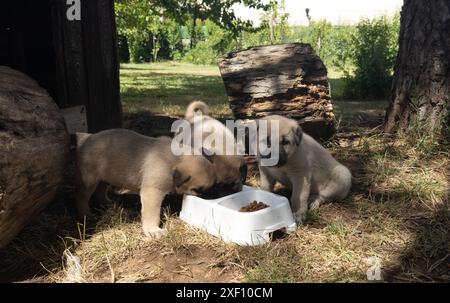 Sivas Kangal dog puppies eating food. Cute puppies in the garden Stock Photo