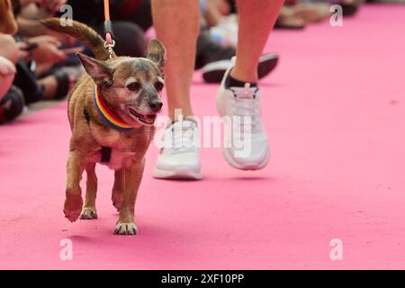 Madrid, Spain. 30th June, 2024. Feathers and Paws event is promoting adoption during pride celebrations in Madrid, Spain, on June 30, 2024. (Photo by Hazhard Espinoza Vallejos/NurPhoto) Credit: NurPhoto SRL/Alamy Live News Stock Photo