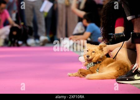 Madrid, Spain. 30th June, 2024. Feathers and Paws event is promoting adoption during pride celebrations in Madrid, Spain, on June 30, 2024. (Photo by Hazhard Espinoza Vallejos/NurPhoto) Credit: NurPhoto SRL/Alamy Live News Stock Photo