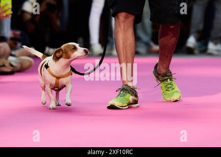 Madrid, Spain. 30th June, 2024. Feathers and Paws event is promoting adoption during pride celebrations in Madrid, Spain, on June 30, 2024. (Photo by Hazhard Espinoza Vallejos/NurPhoto) Credit: NurPhoto SRL/Alamy Live News Stock Photo