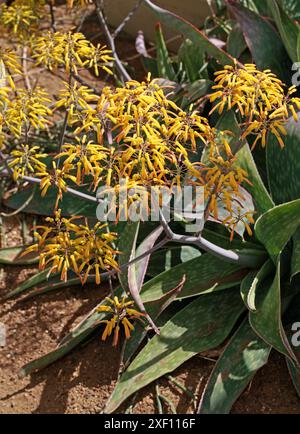 Aloe reynoldsii, Asphodelaceae, South Africa. Aloe reynoldsii is a succulent without a stem with leaves gathered in a rosette and yellow flowers. Stock Photo