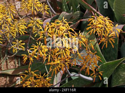 Aloe reynoldsii, Asphodelaceae, South Africa. Aloe reynoldsii is a succulent without a stem with leaves gathered in a rosette and yellow flowers. Stock Photo