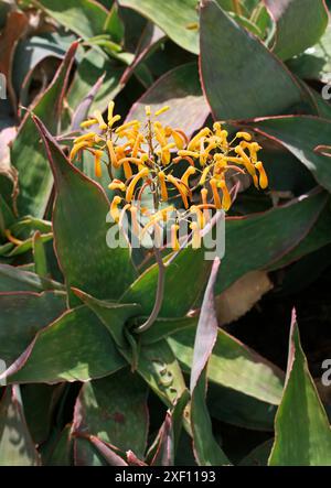 Aloe reynoldsii, Asphodelaceae, South Africa. Aloe reynoldsii is a succulent without a stem with leaves gathered in a rosette and yellow flowers. Stock Photo