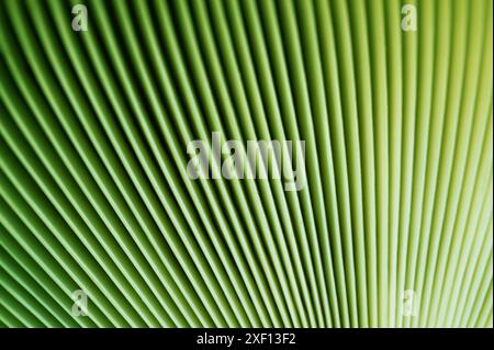 Psychedelic lines. Abstract pattern. Texture with wavy, curves stripes. Lines colorful design Stock Photo