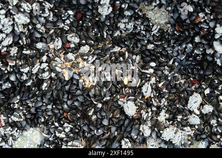 Bivalve Molluscs Attached To Rocks on the beach Trouville-sur-Mer, Normandy France Stock Photo